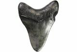 Fossil Megalodon Tooth - Georgia #151501-1